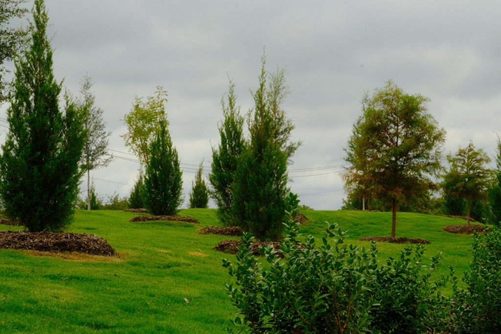 Newly planted trees on a landscaped grassy slope with fresh mulch beds
