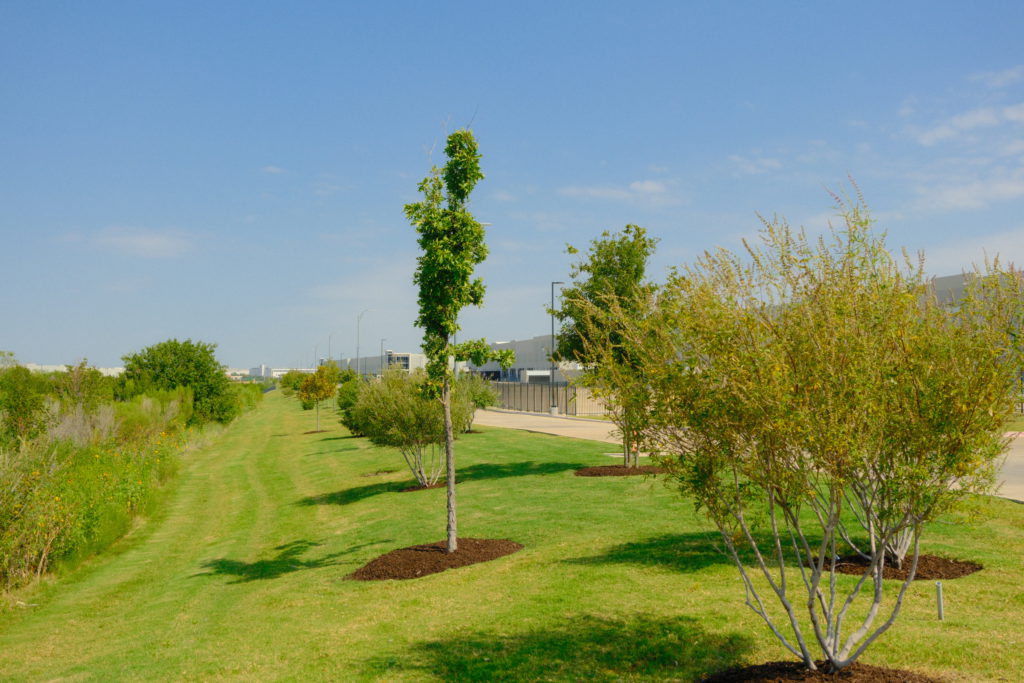 Newly planted trees on a landscaped grassy slope with fresh mulch beds
