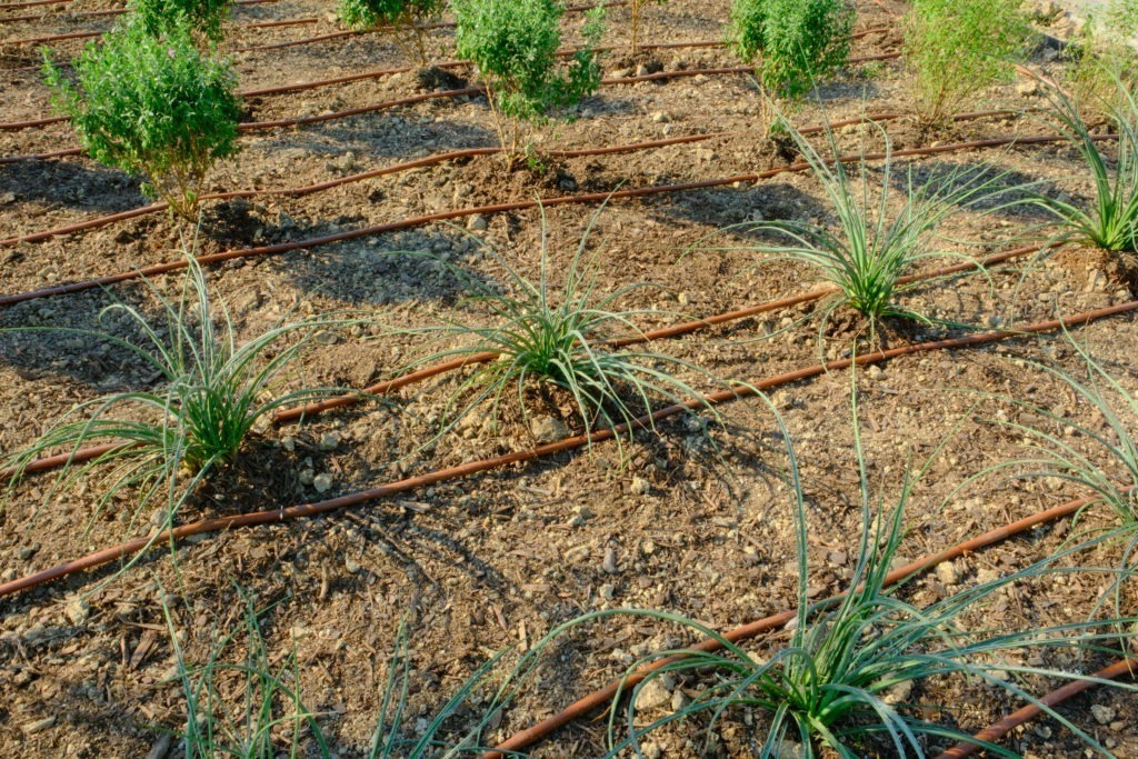 Irrigation system installed in commercial landscape bed