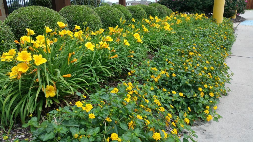 Yellow flowers installed as part of a landscape enhancement at a commercial property in the DFW area.