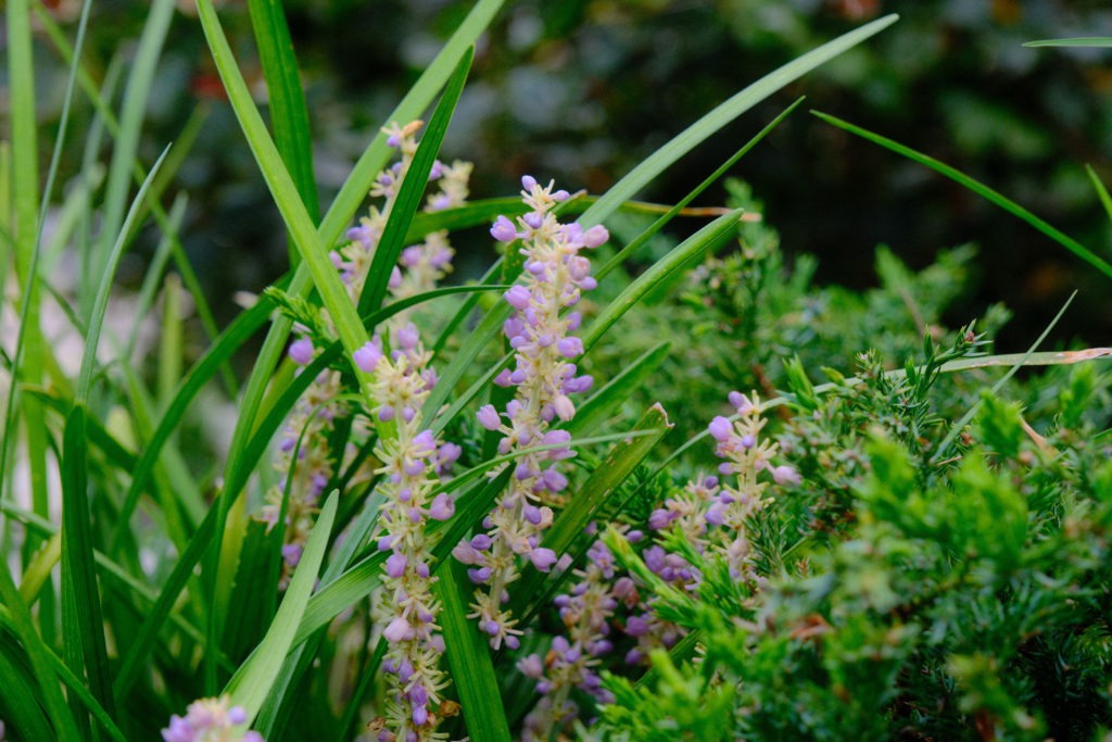 Close-up of purple seasonal flowers planted at HOA property in Dallas–Fort Worth