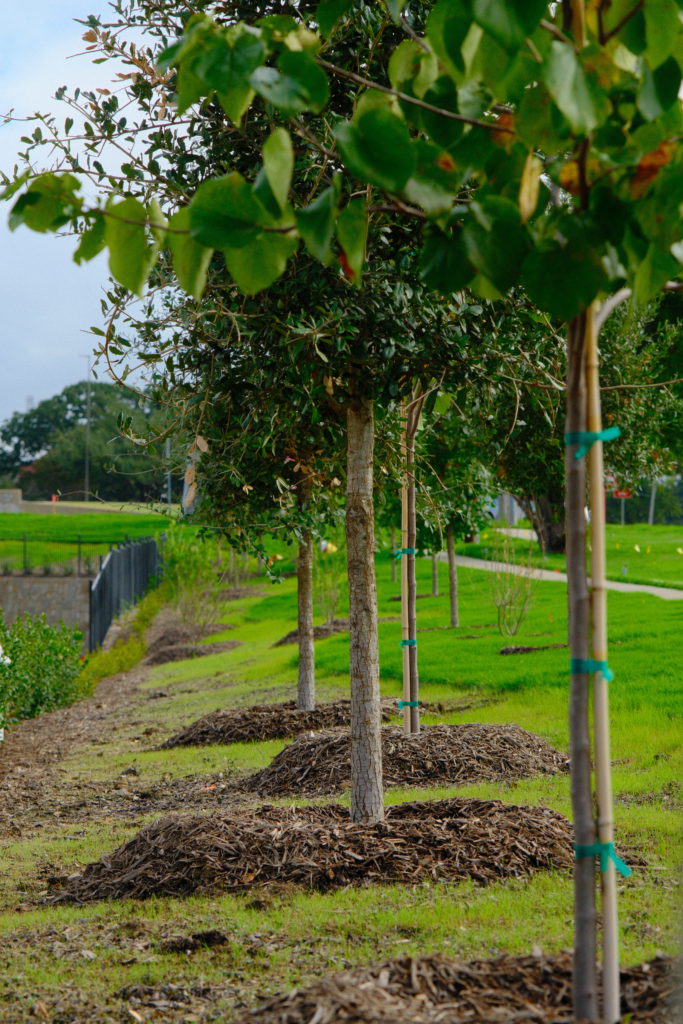 Trees planted in a row at a public park in DFW