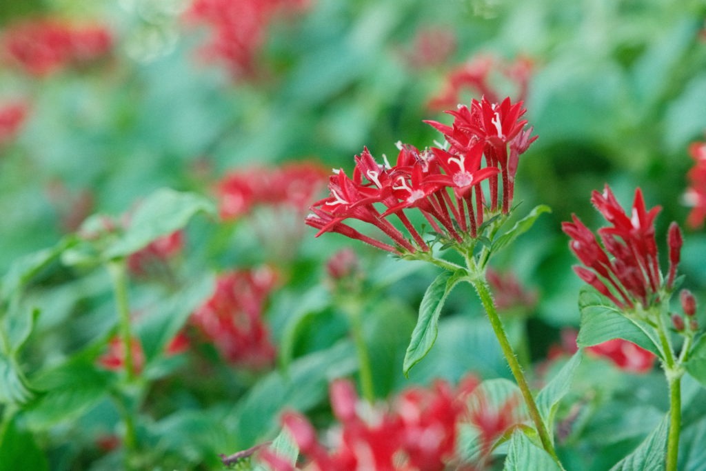 Close-up of red seasonal flowers planted at HOA property in Dallas–Fort Worth