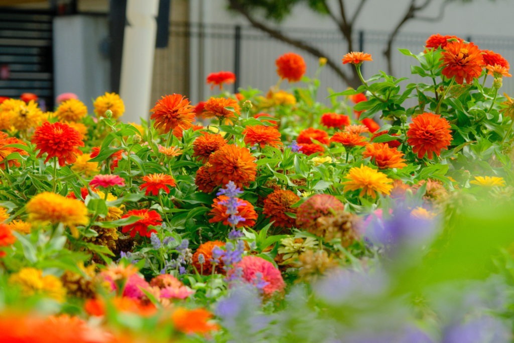 Close-up of vibrant seasonal flowers in landscape beds at Westchester neighborhood in North Texas