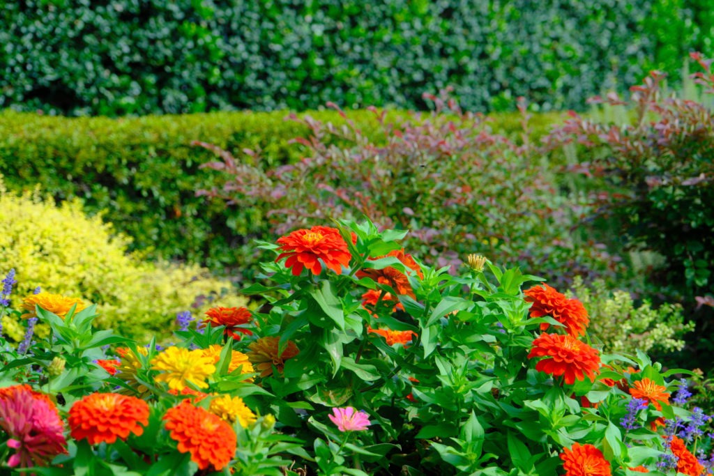 Close-up of vibrant seasonal flowers in landscape beds at Westchester neighborhood in North Texas