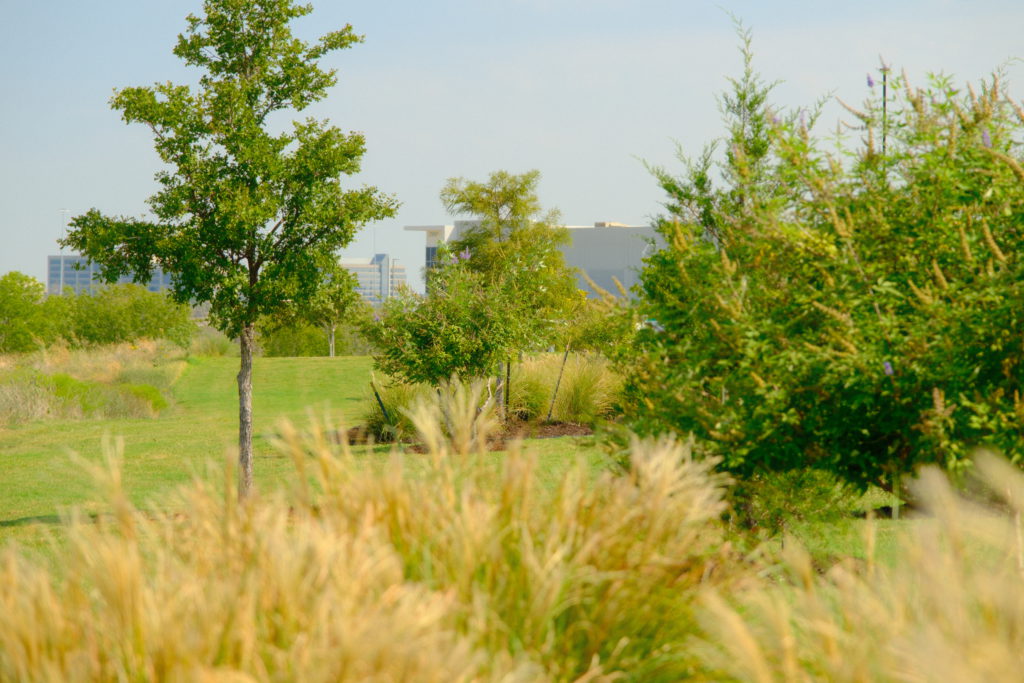 Newly planted trees on a landscaped grassy slope with fresh mulch beds