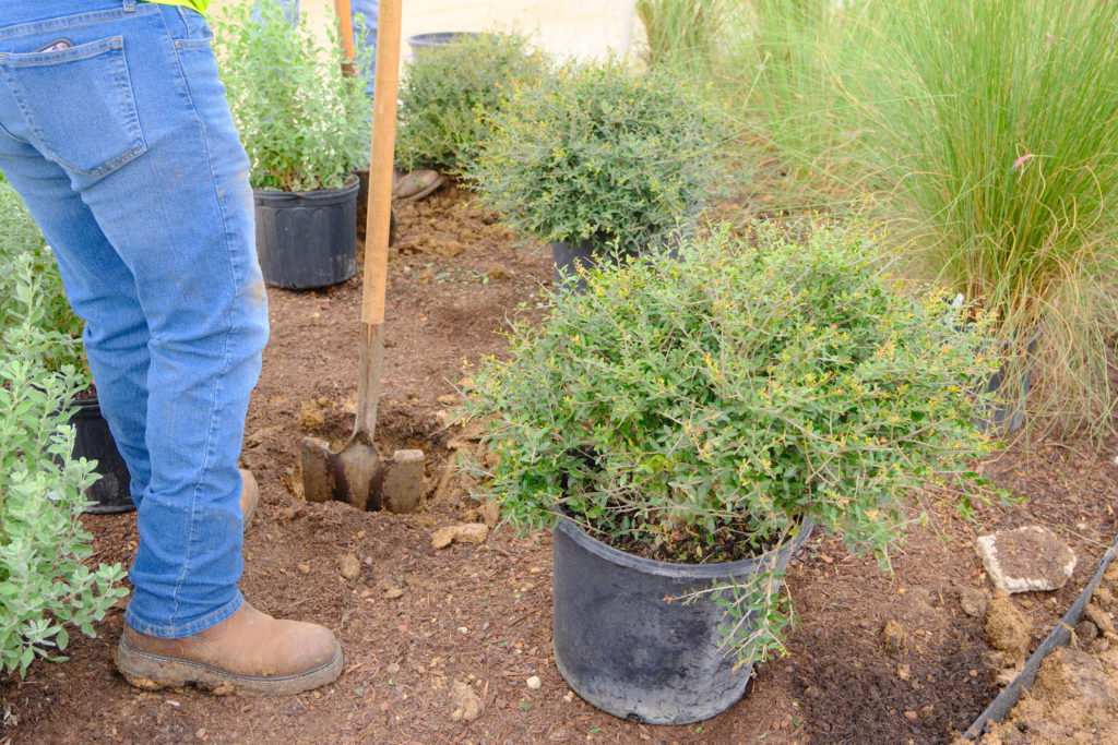 Site Landscape Development Landscape worker preparing soil bed for shrub installation