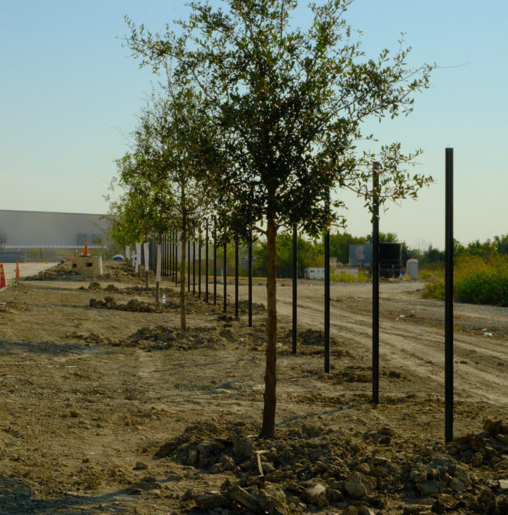 Trees planted in a row at construction site