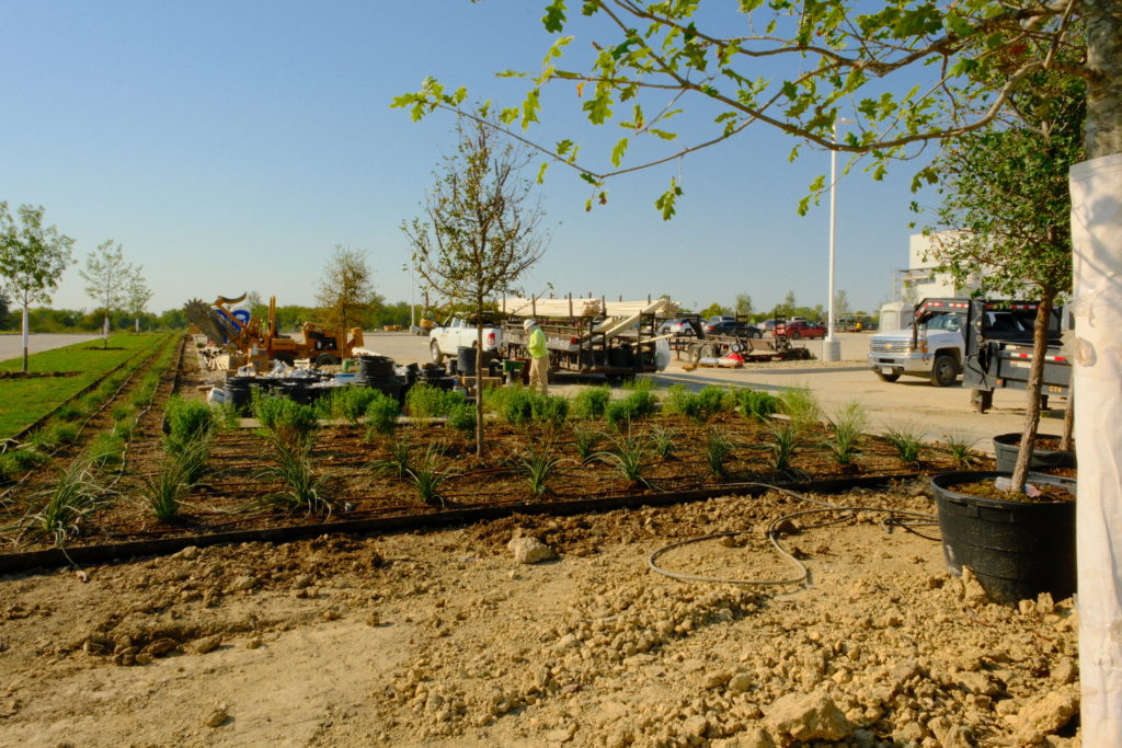 Site Landscape Development crew member installing irrigation system around newly planted landscape beds.