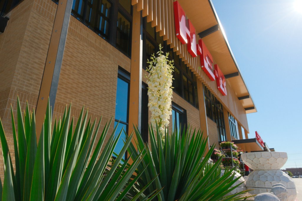 Commercial landscape installation featuring blooming yucca at H-E-B in DFW