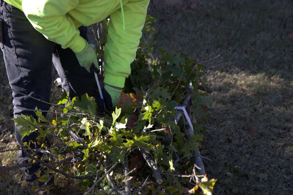 SLD crew member bundling trimmed branches during landscape cleanup.