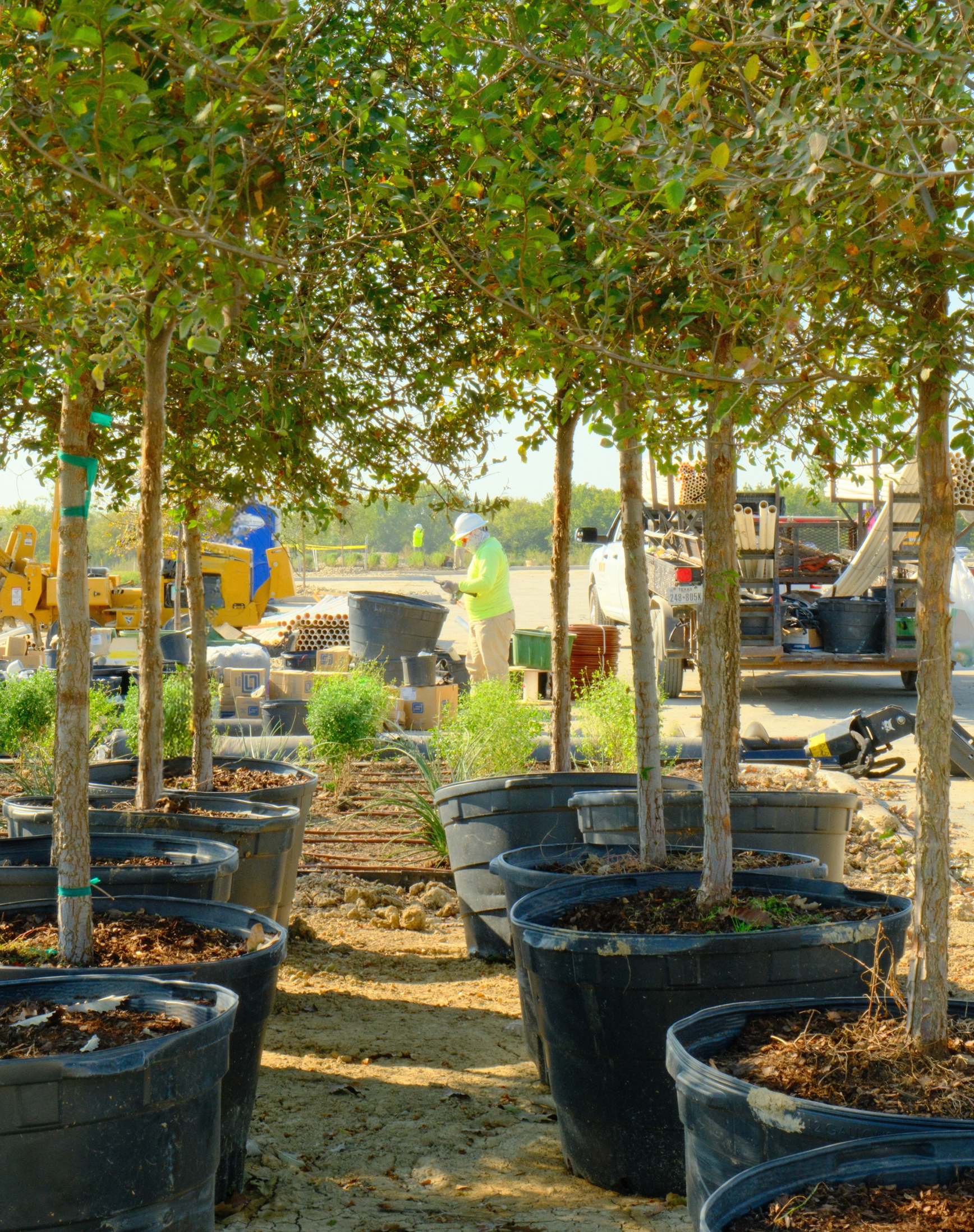 Large trees being installed at a commercial construction site in the DFW area.