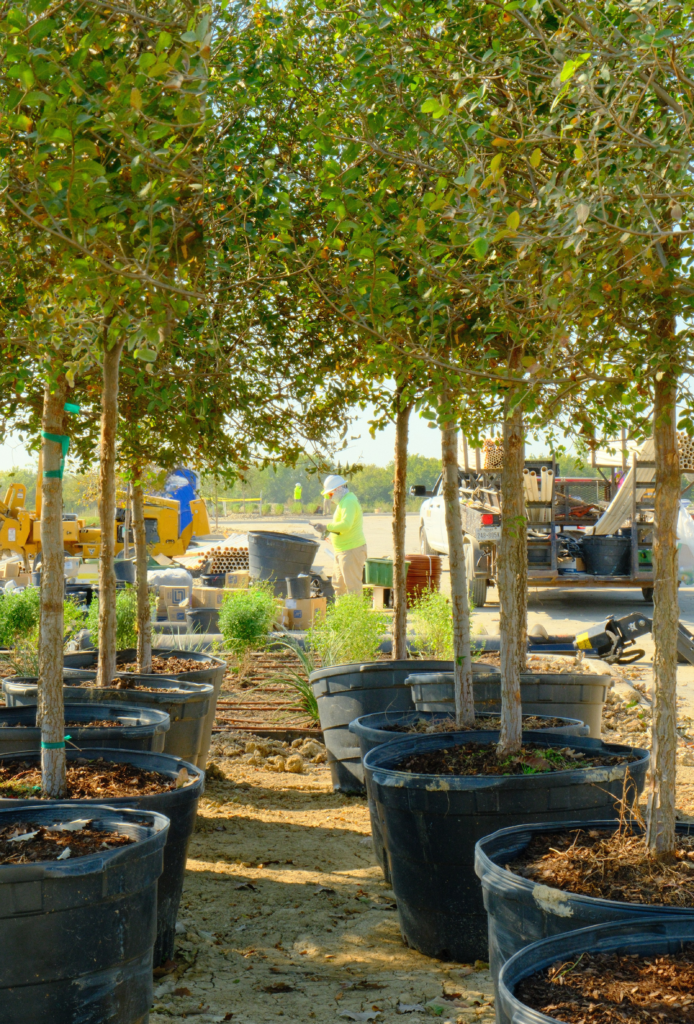 Large trees being installed at a commercial construction site in the DFW area.