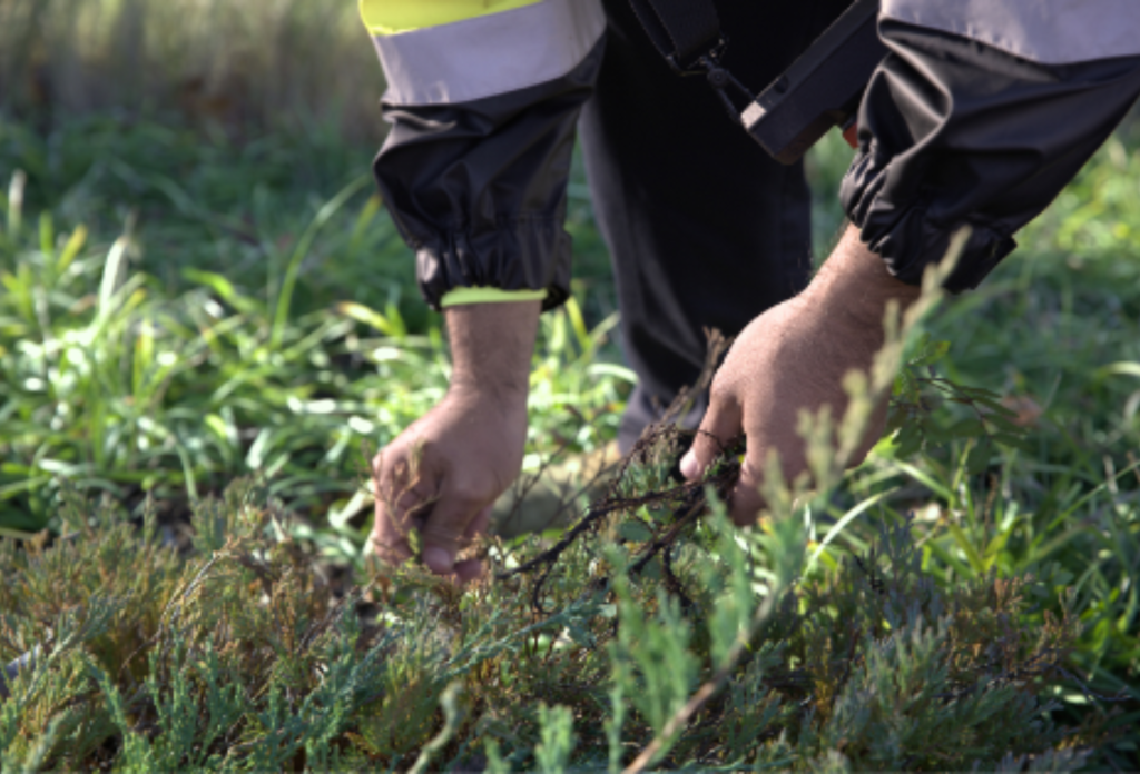 SLD crew member hand-pulling weeds during maintenance at a commercial property.