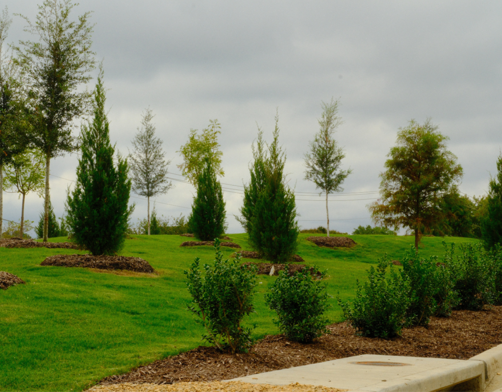 Newly planted trees on a landscaped grassy slope with fresh mulch beds