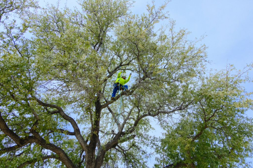 SLD crew member performing tree pruning during commercial tree care maintenance.