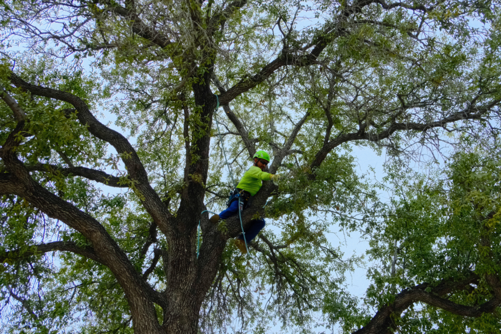 SLD crew member performing tree pruning during commercial tree care maintenance.