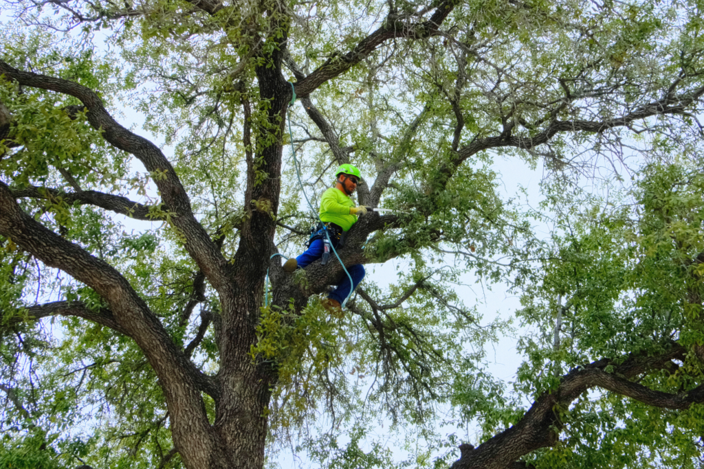 SLD crew member performing tree pruning during commercial tree care maintenance.