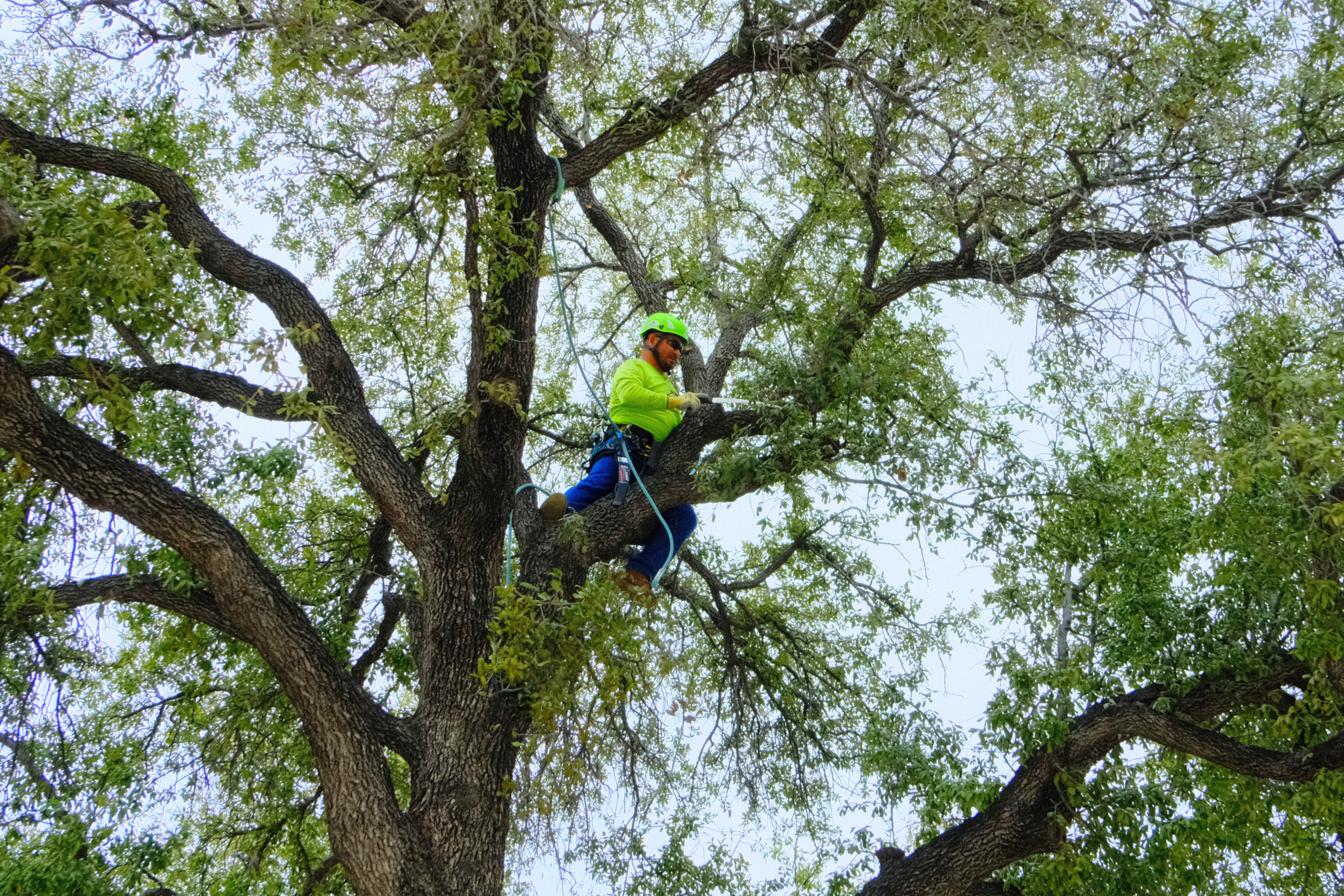 SLD crew member performing tree pruning during commercial tree care maintenance.