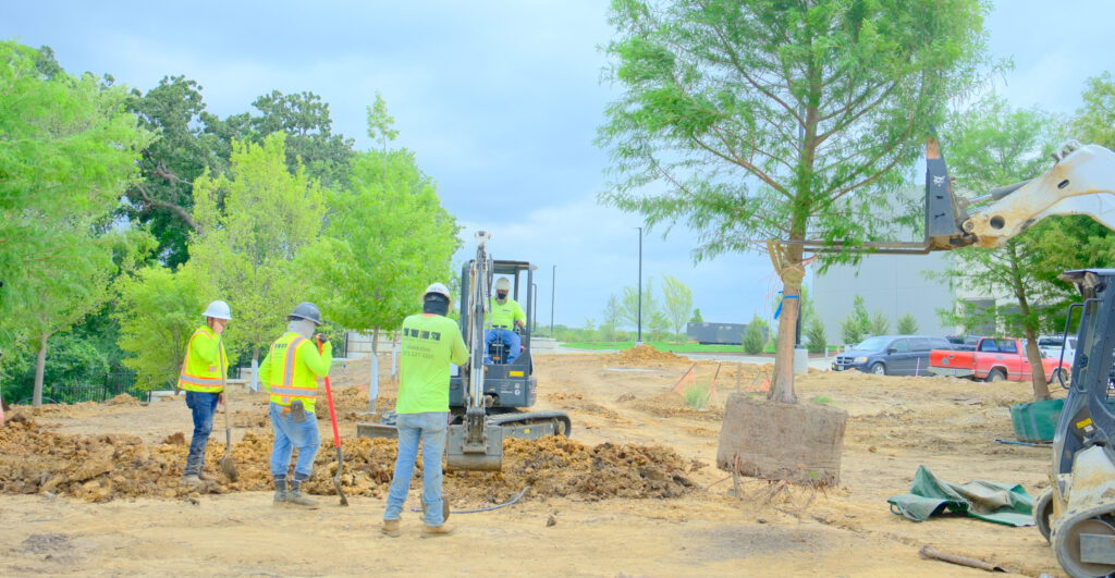 SLD crew installing new trees at a commercial construction project in North Texas.