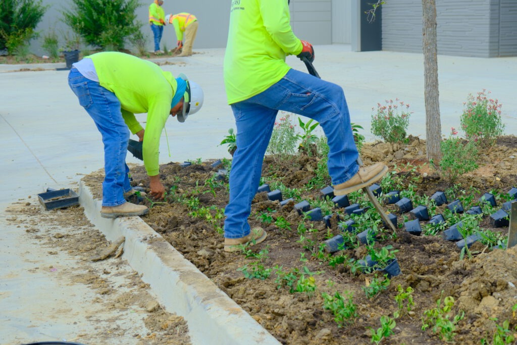 SLD crew members planting shrubs and perennials in a new landscape bed at Passport Park West, an industrial development near DFW Airport in Irving, TX.