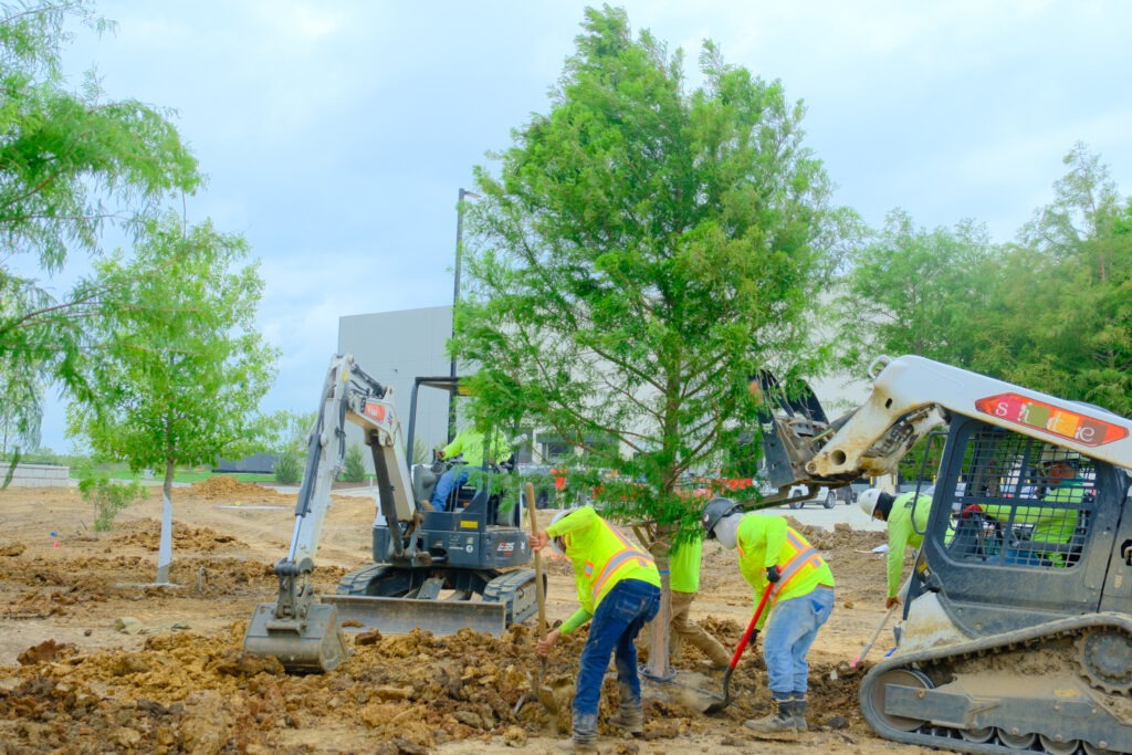 SLD crew members installing tree with a mini excavator and compact track loader at Passport Park West, an industrial development near DFW Airport in Irving, TX.