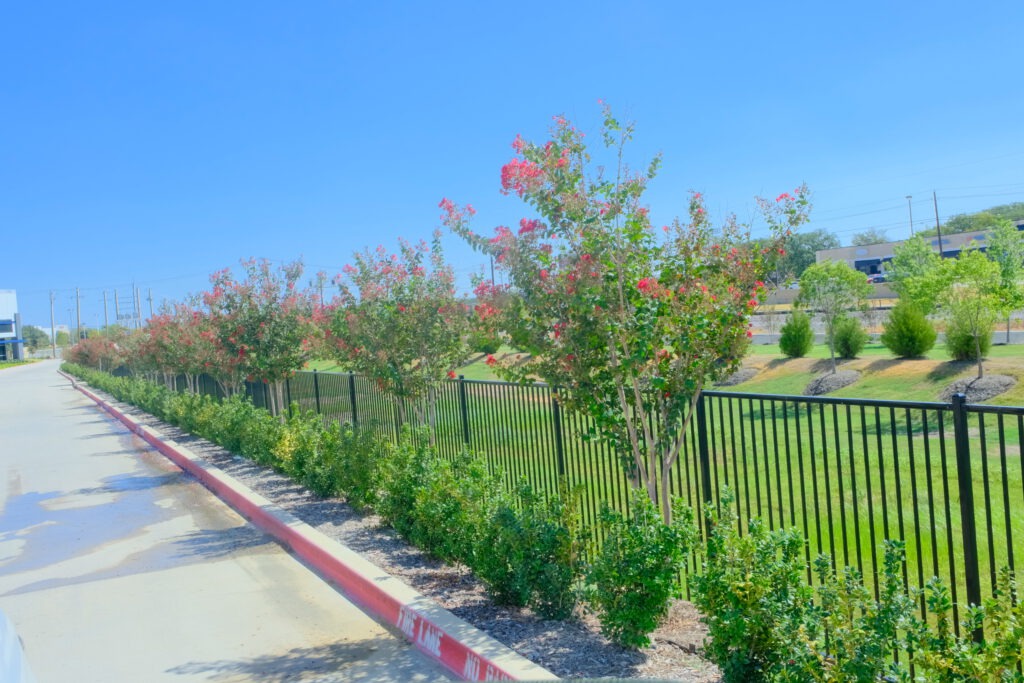 Blooming crape myrtles and shrubs planted along an iron fence and sidewalk at a commercial property in DFW, installed by SLD.