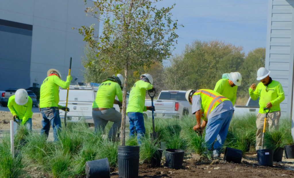 SLD crew members planting ornamental grasses in a fresh landscape bed at Frontier Commerce Park, Fort Worth, TX.