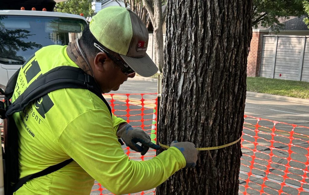 SLD crew member measuring a tree trunk to calculate a plant growth regulator treatment during construction in DFW.