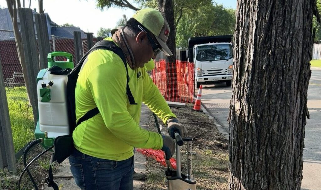 SLD crew member applying a plant growth regulator into the soil around a mature tree to help protect it during construction in DFW.
